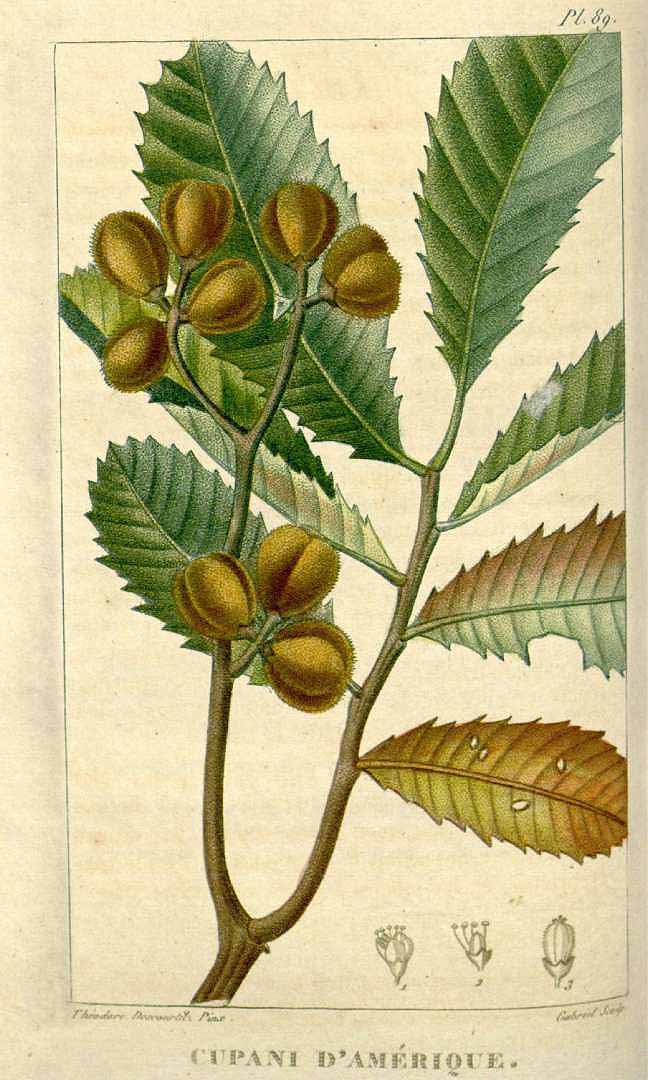 no HD illustration available (3)