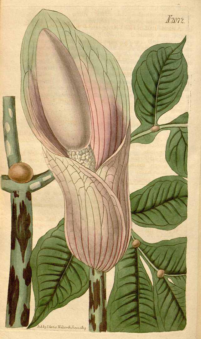 no HD illustration available (3)