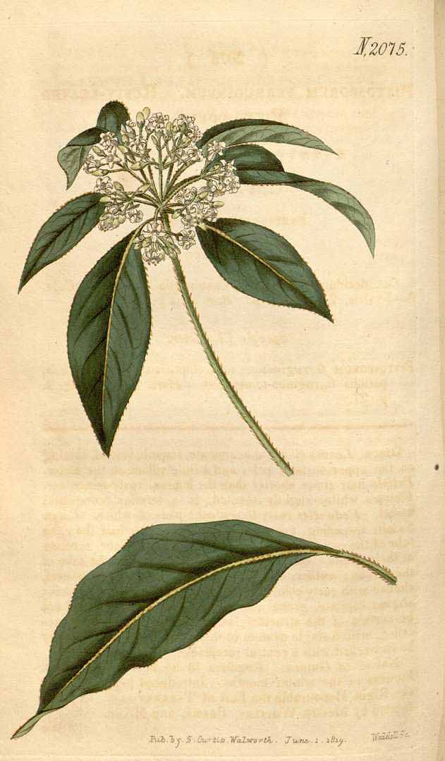 no HD illustration available (3)