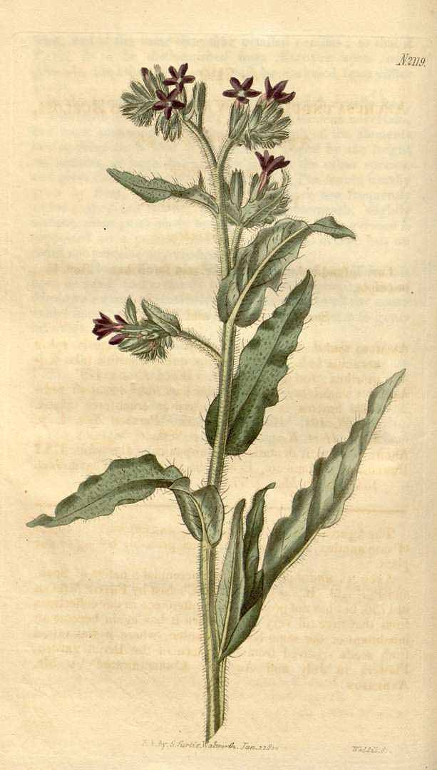 no HD illustration available (3)