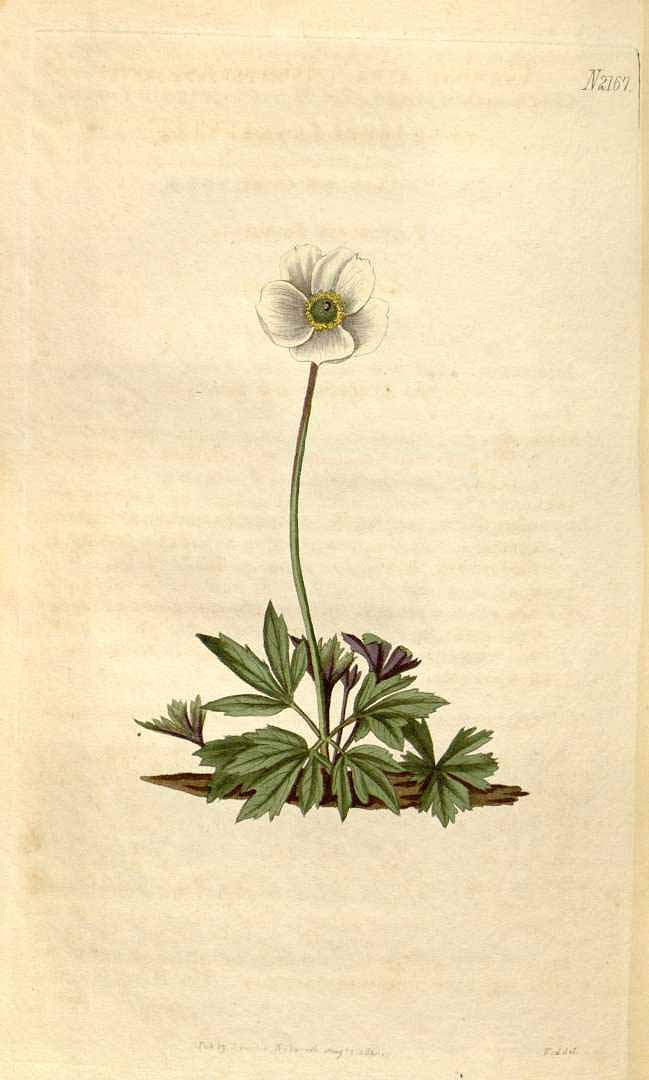 no HD illustration available (3)