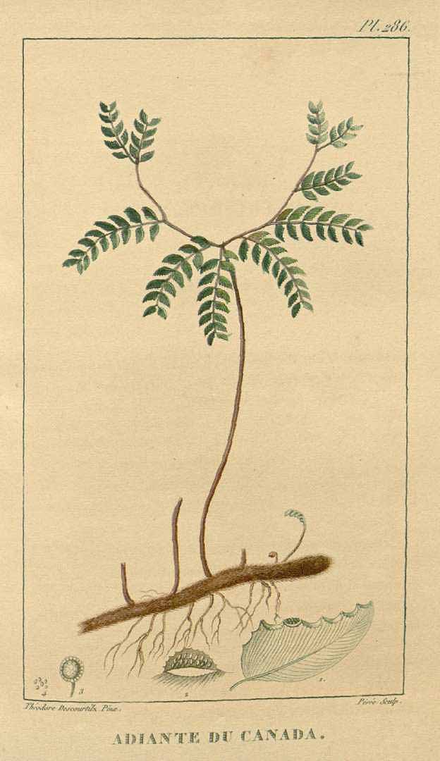 no HD illustration available (3)