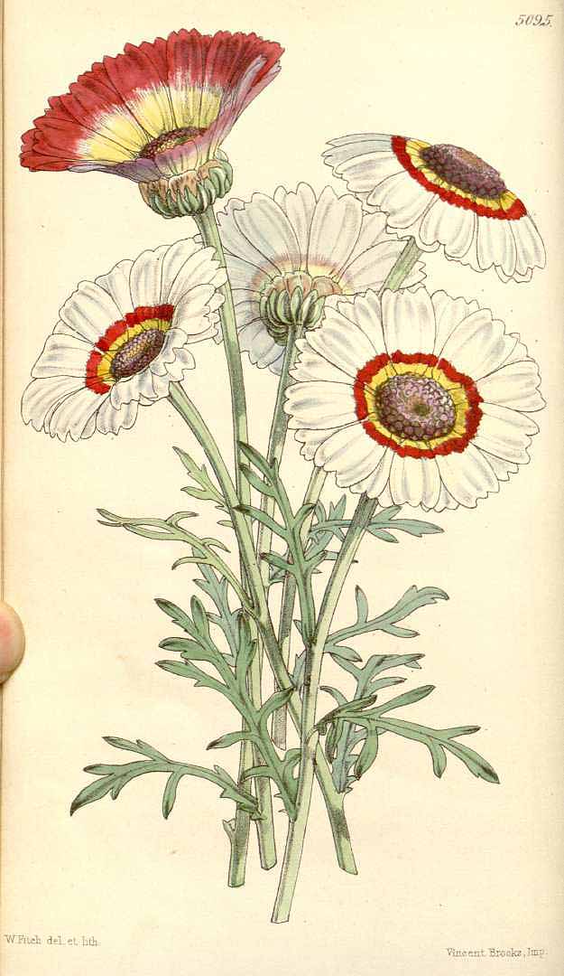 no HD illustration available (3)