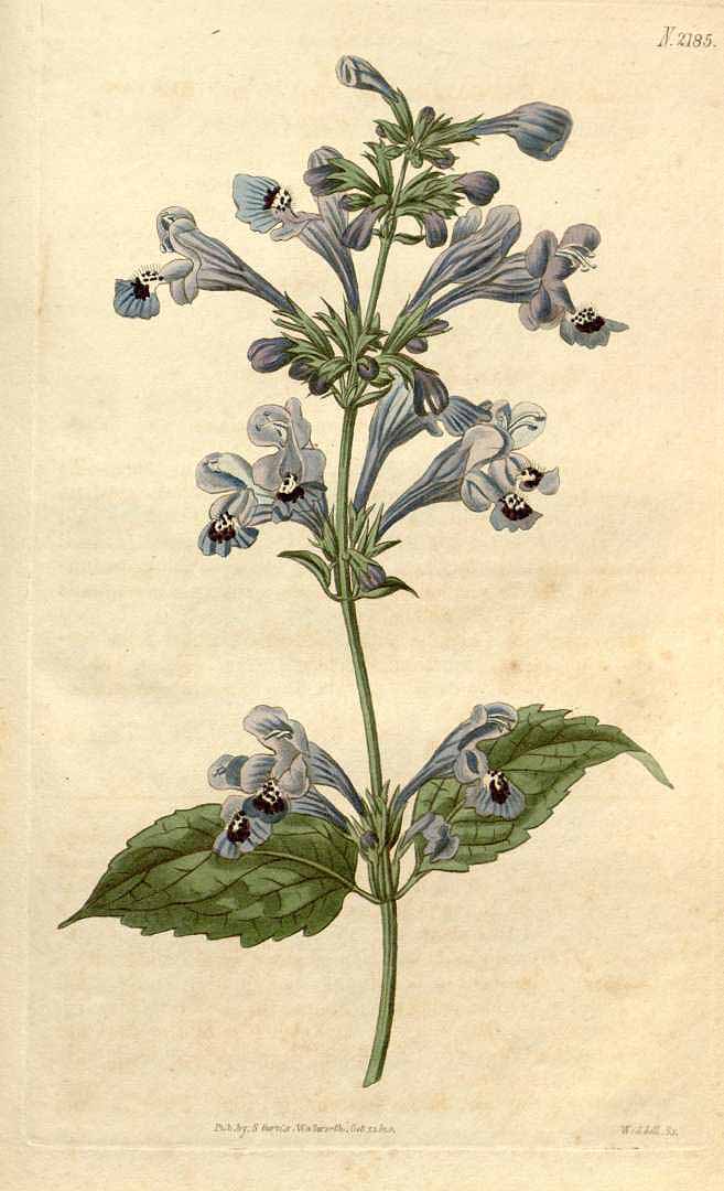 no HD illustration available (3)