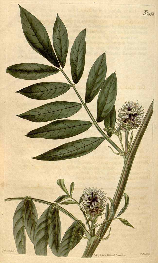 no HD illustration available (3)