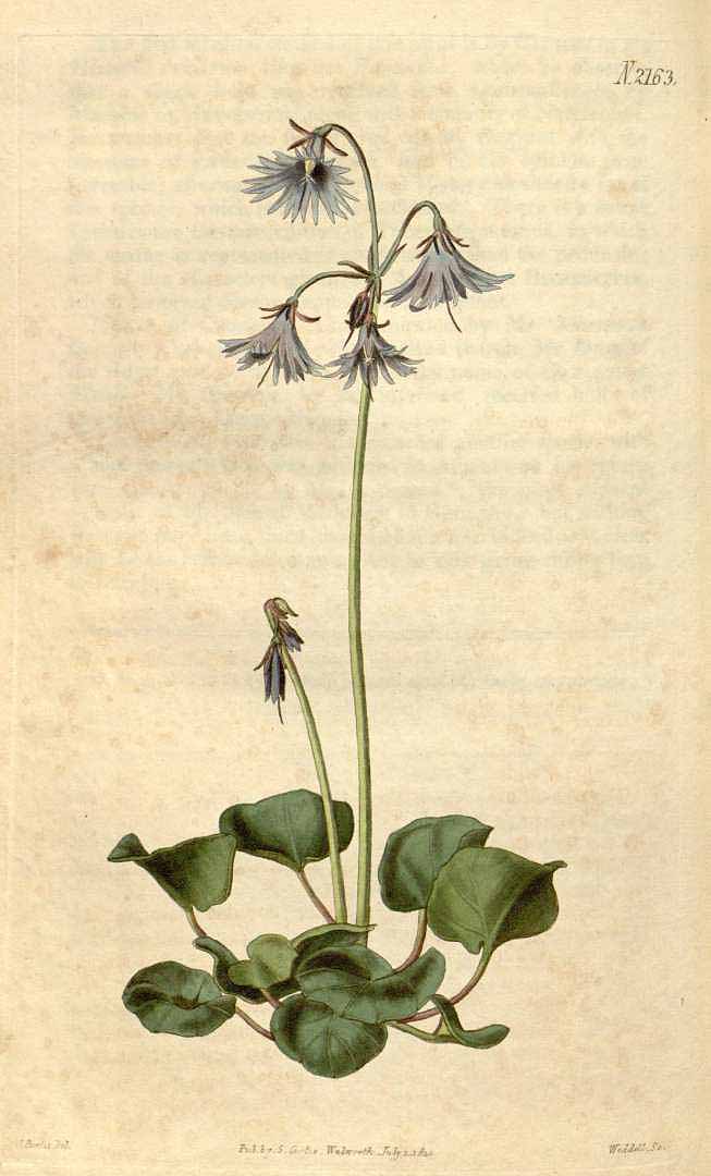 no HD illustration available (3)