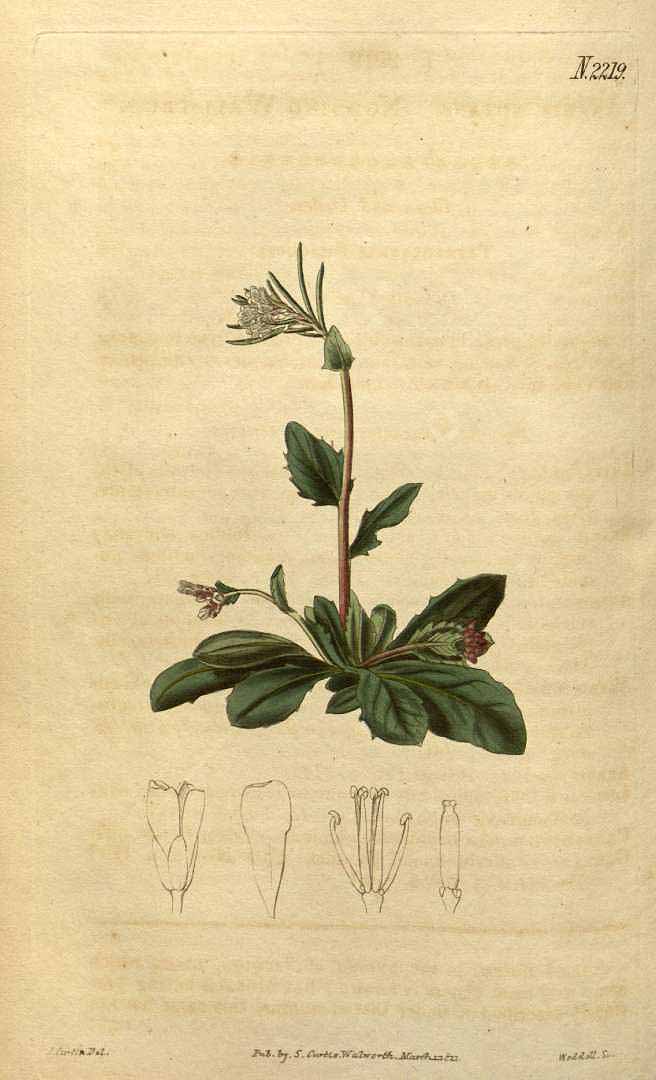 no HD illustration available (3)