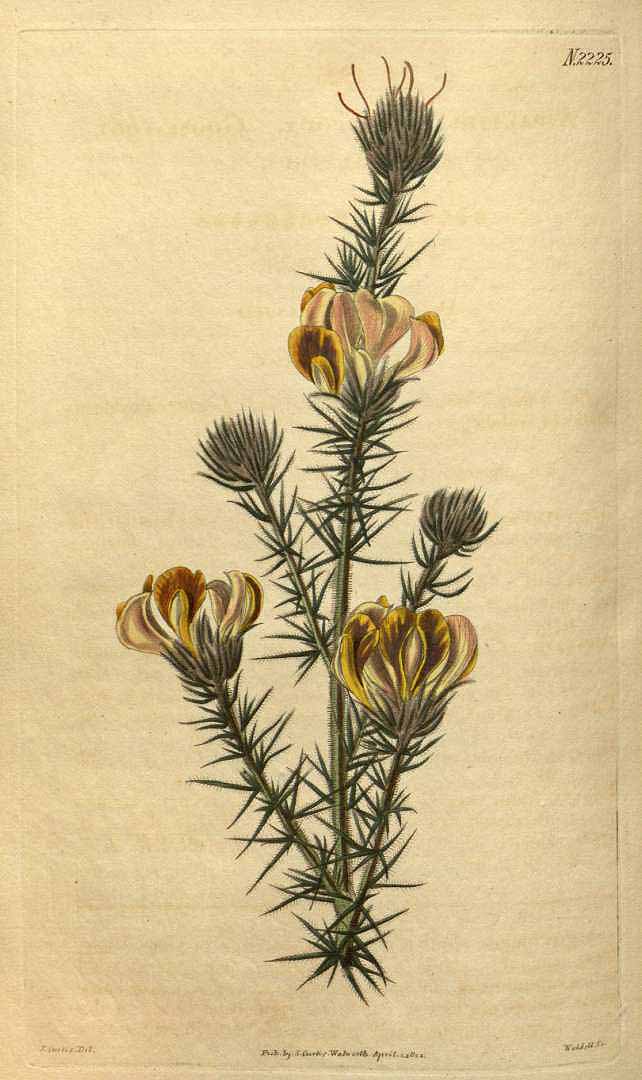 no HD illustration available (3)