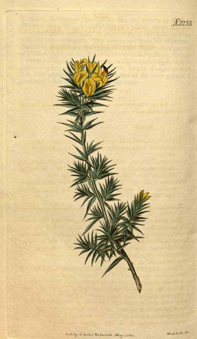 no HD illustration available (3)