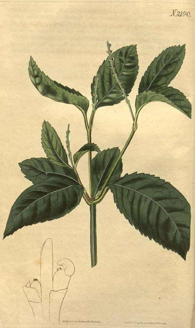 no HD illustration available (3)