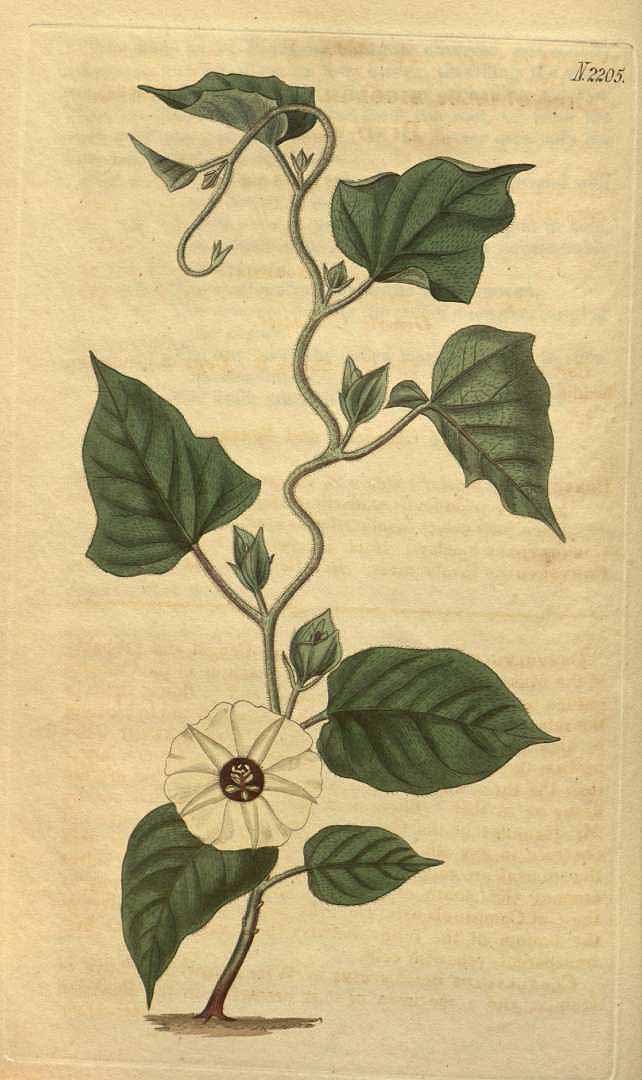 no HD illustration available (3)