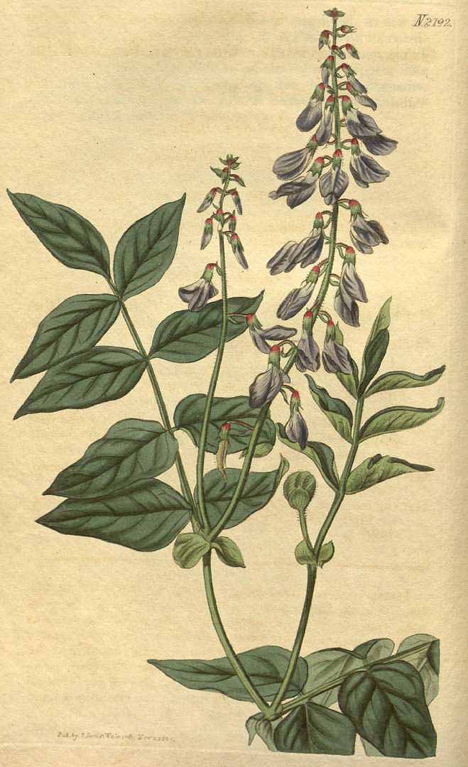 no HD illustration available (3)