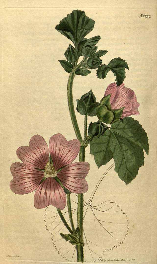 no HD illustration available (3)