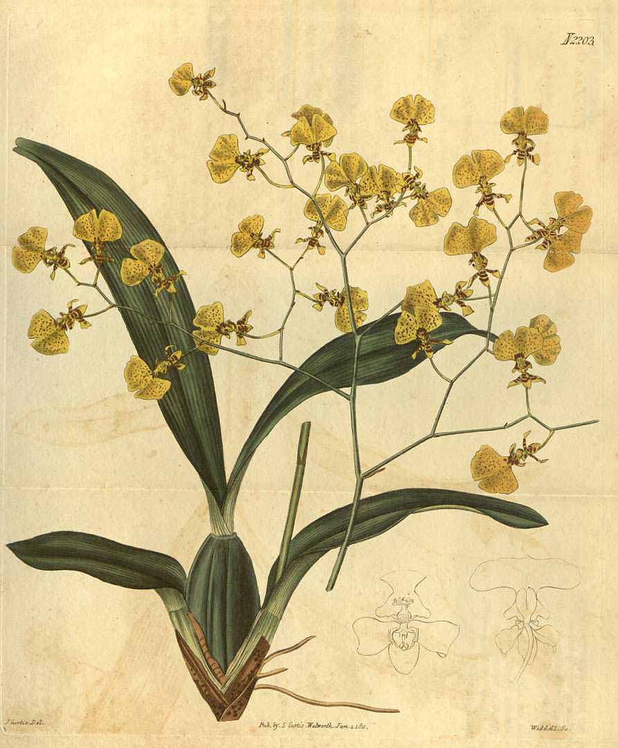 no HD illustration available (3)