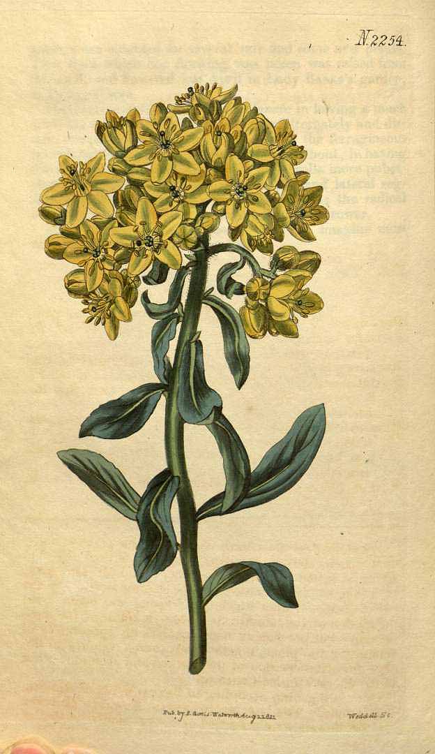 no HD illustration available (3)