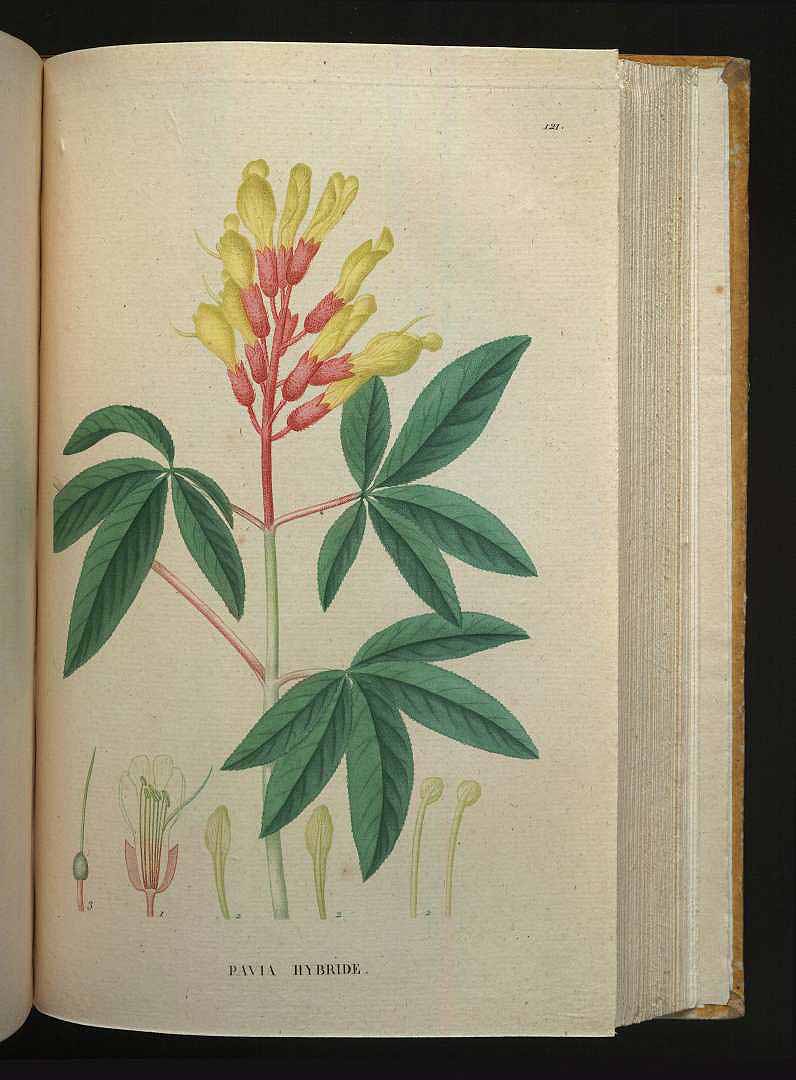 no HD illustration available (3)