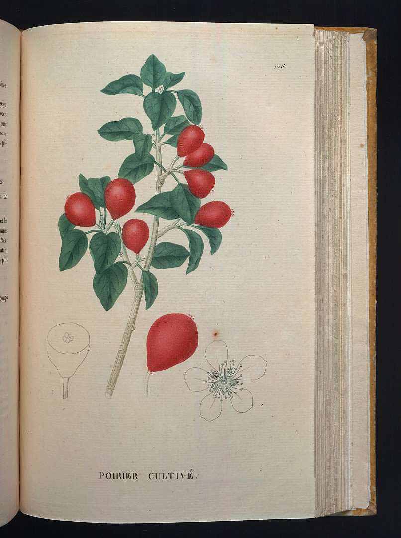 no HD illustration available (3)