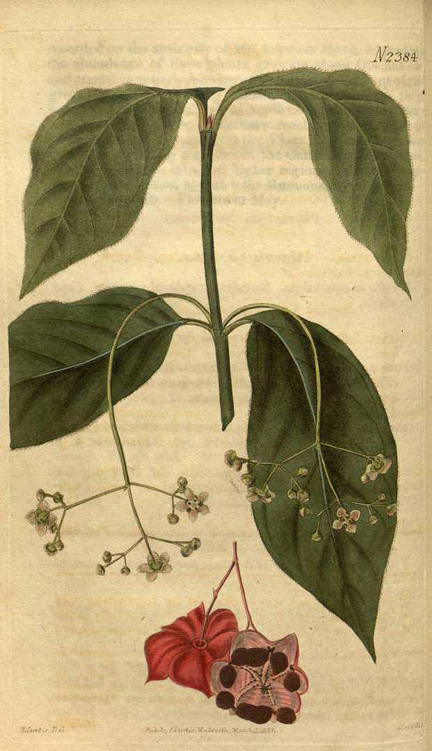 no HD illustration available (3)