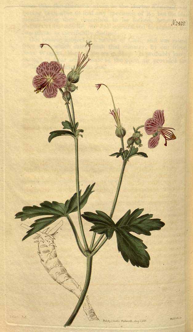 no HD illustration available (3)