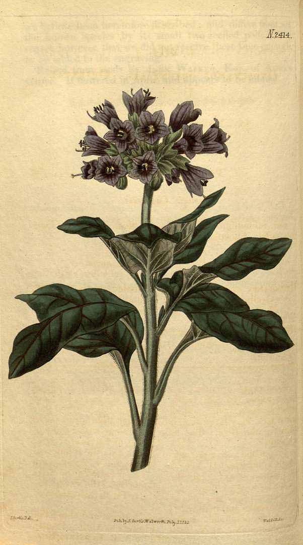 no HD illustration available (3)