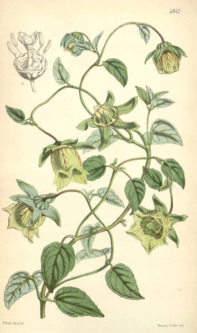 no HD illustration available (3)