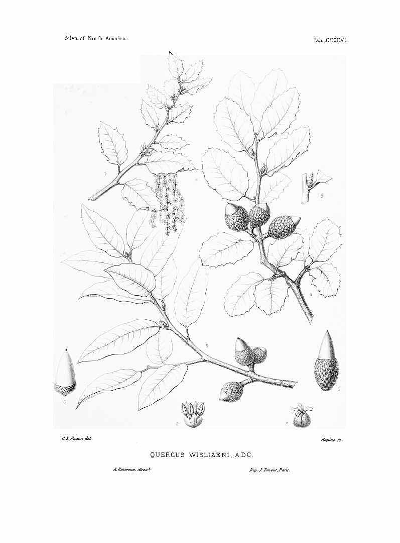 no HD illustration available (3)