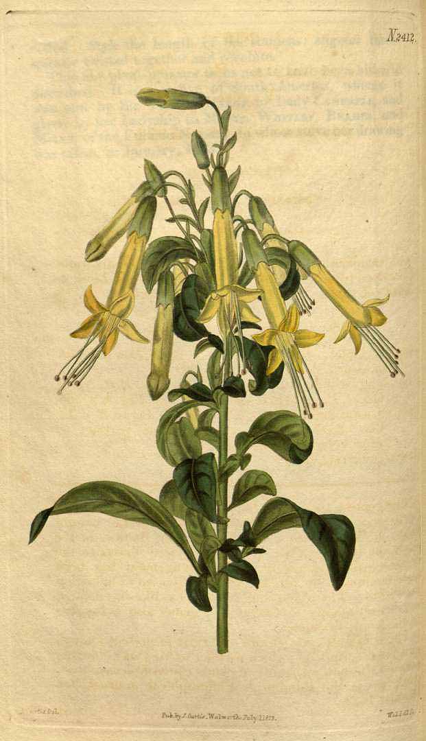 no HD illustration available (3)