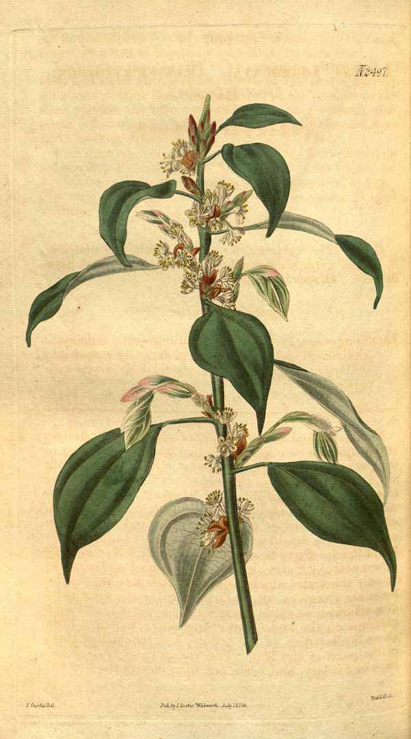 no HD illustration available (3)