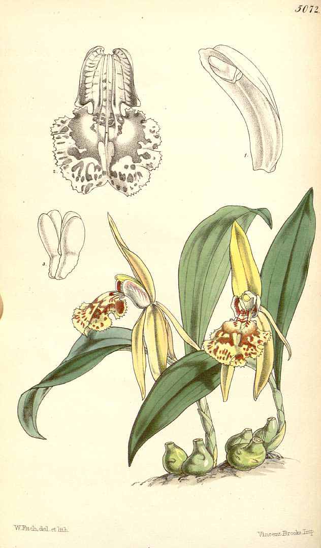 no HD illustration available (3)