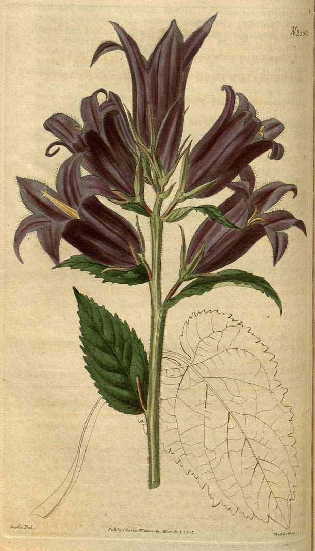 no HD illustration available (3)