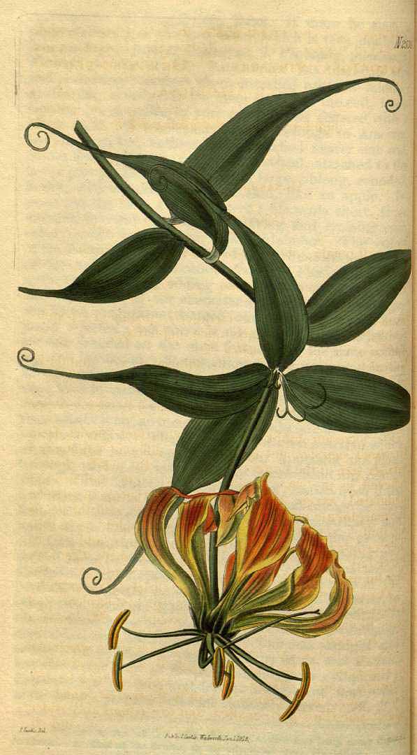 no HD illustration available (3)