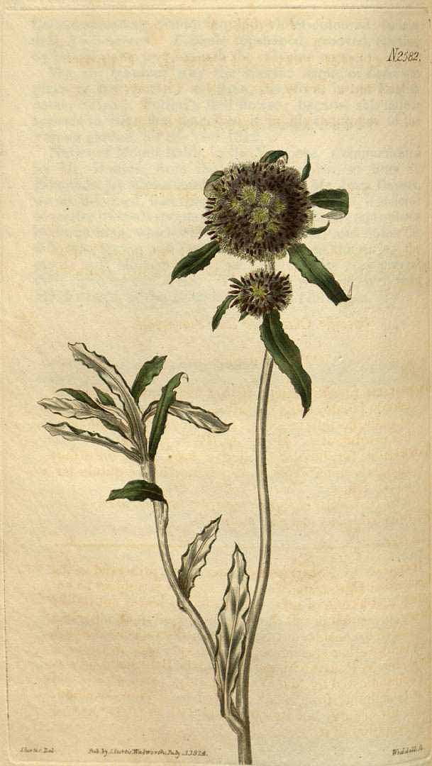 no HD illustration available (3)