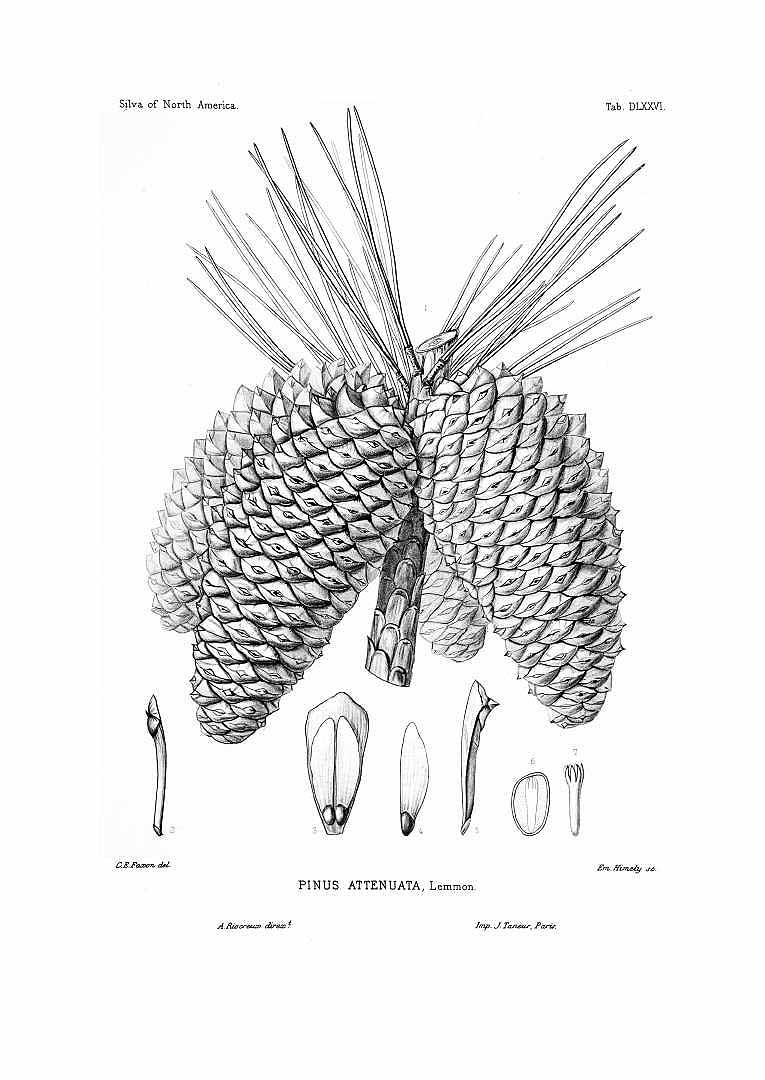 no HD illustration available (3)