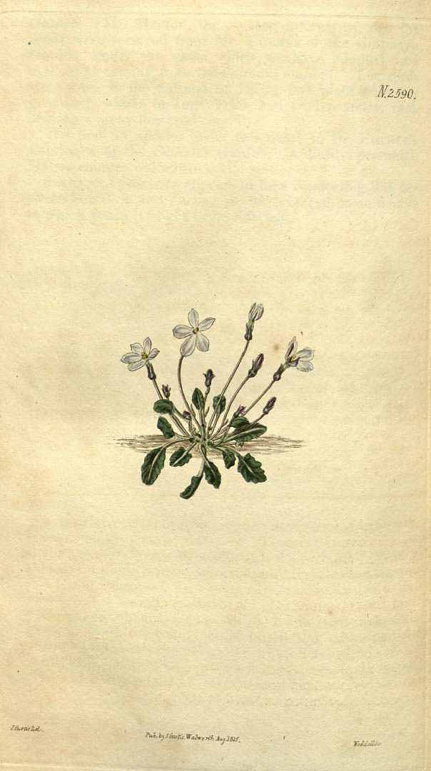 no HD illustration available (3)