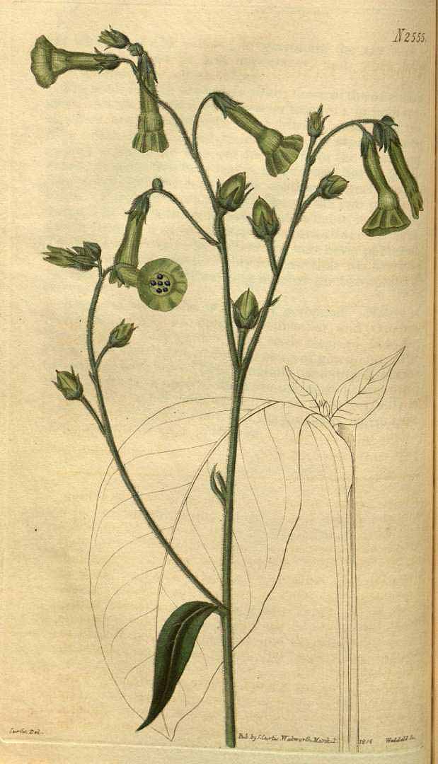 no HD illustration available (3)