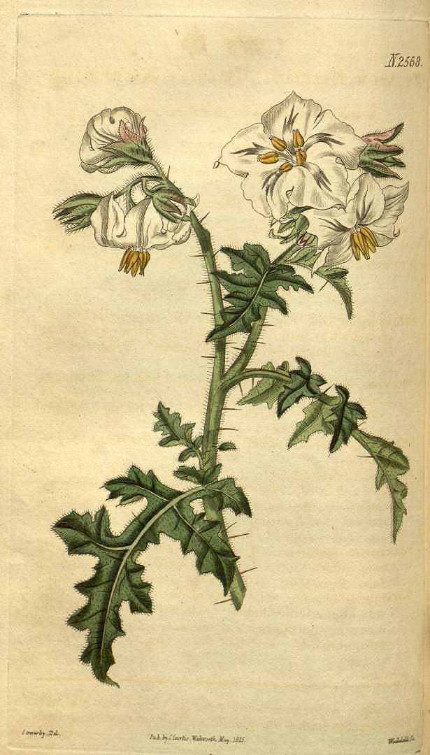 no HD illustration available (3)