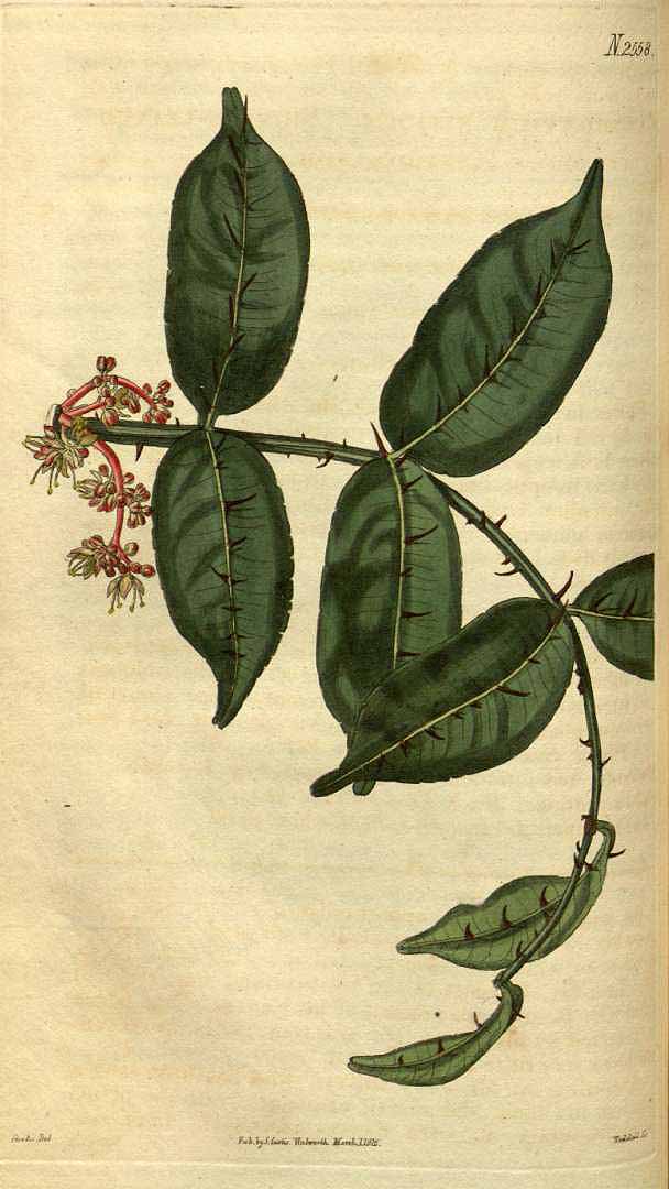 no HD illustration available (3)