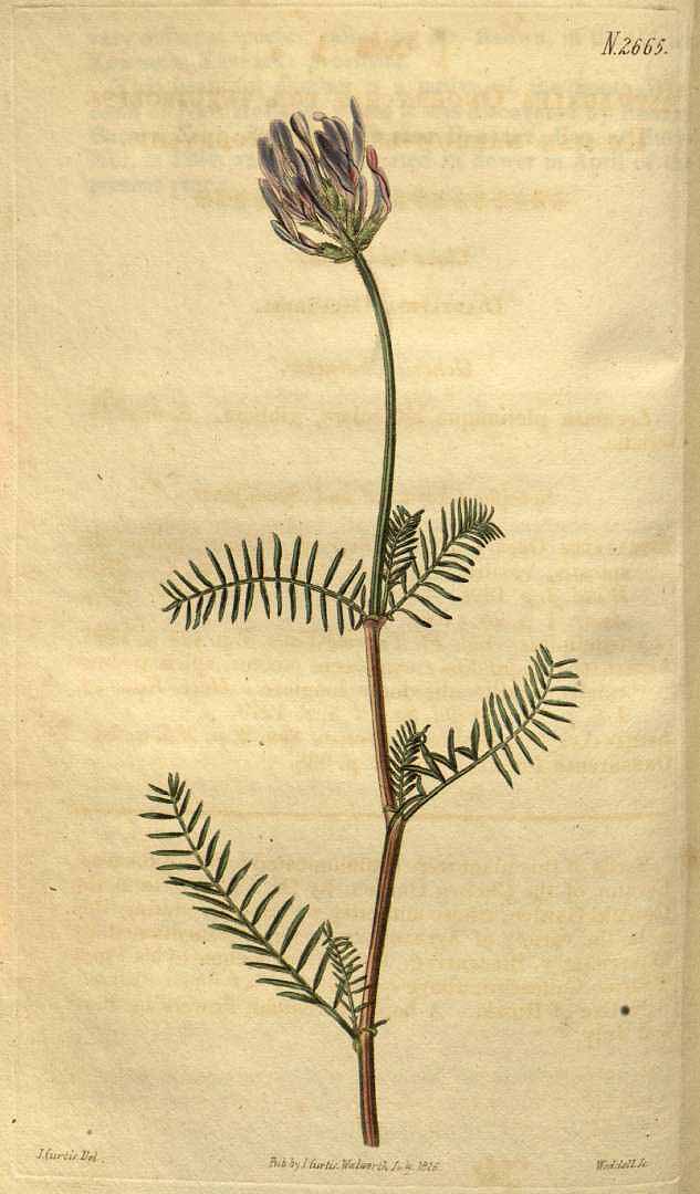 no HD illustration available (3)