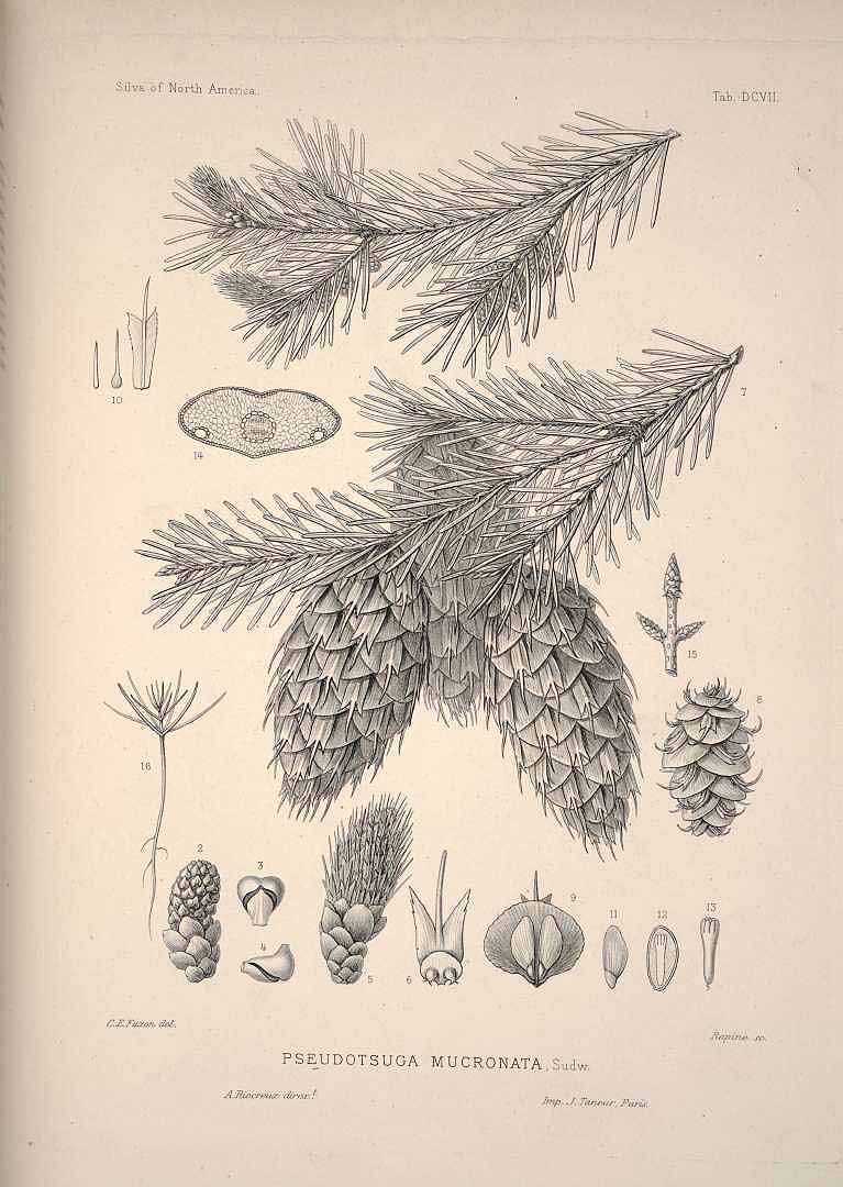 no HD illustration available (3)