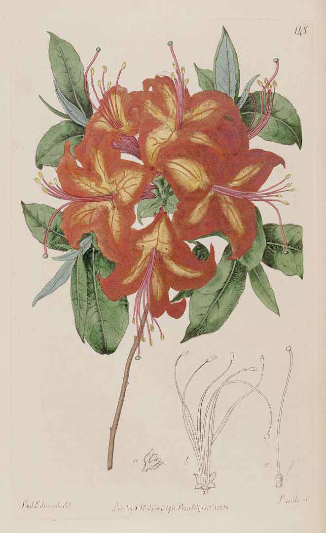 no HD illustration available (3)