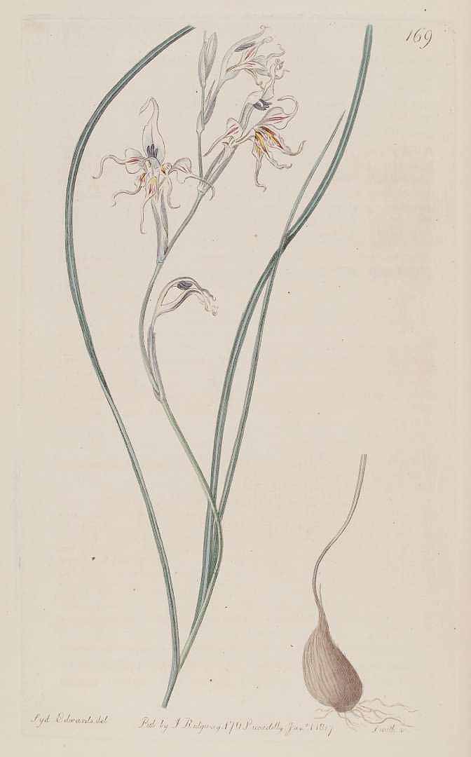 no HD illustration available (3)