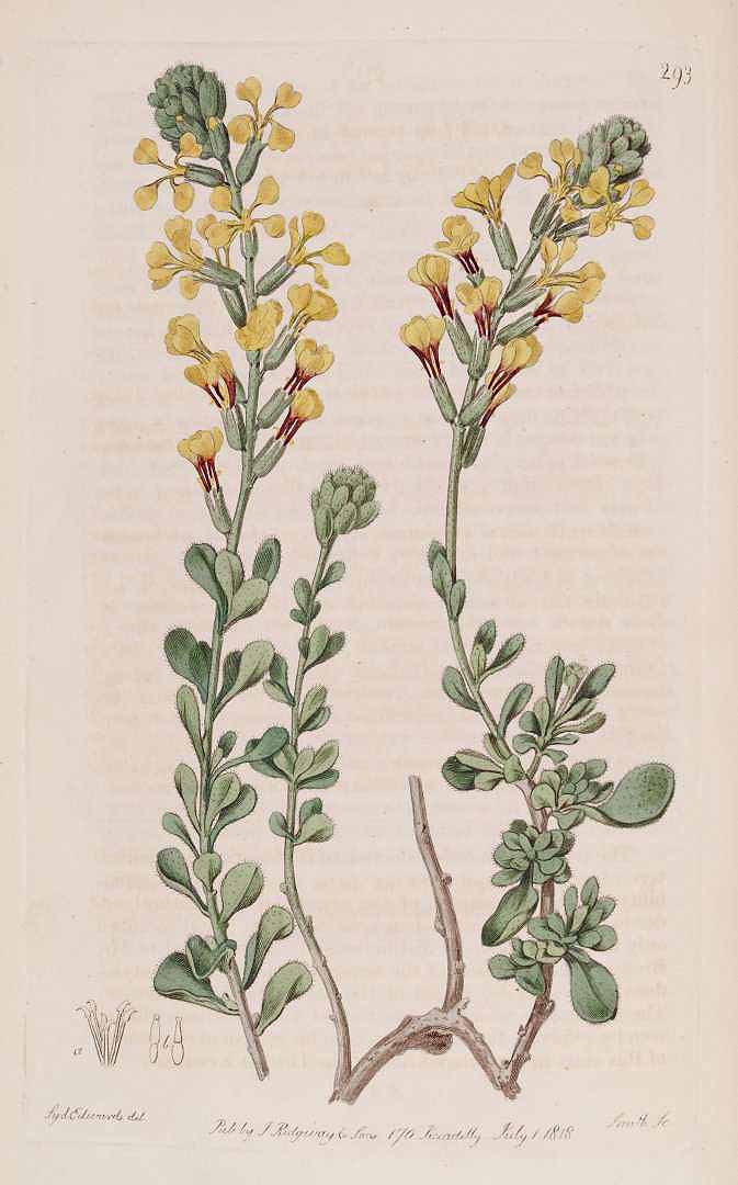 no HD illustration available (3)