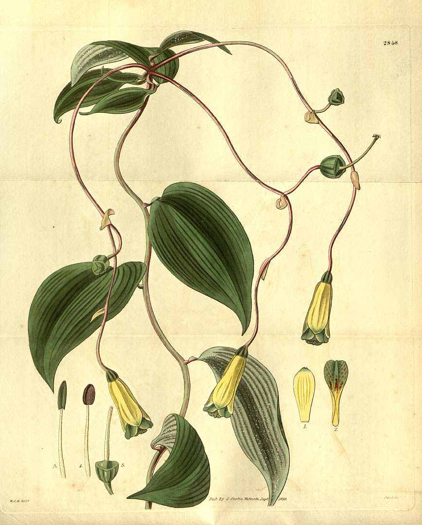 no HD illustration available (3)