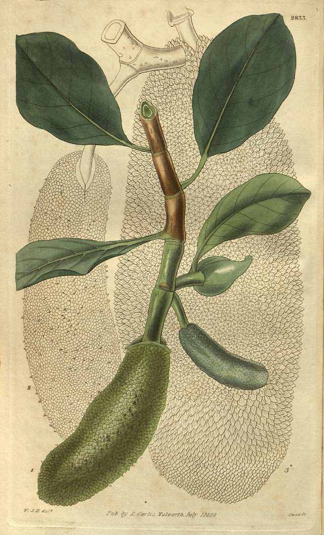 no HD illustration available (3)