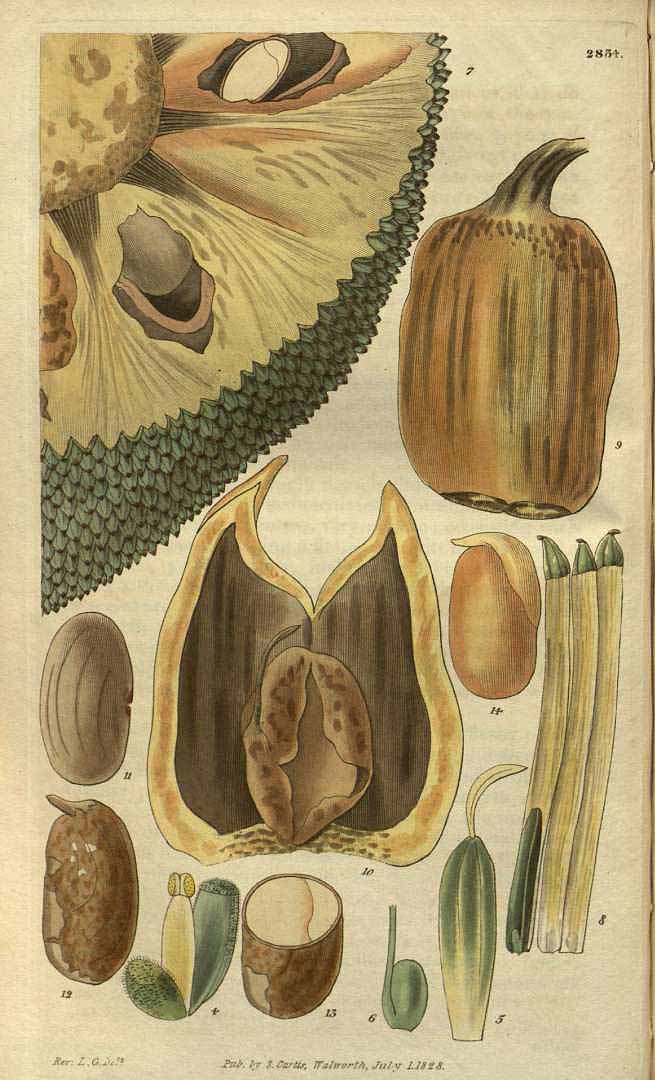 no HD illustration available (3)