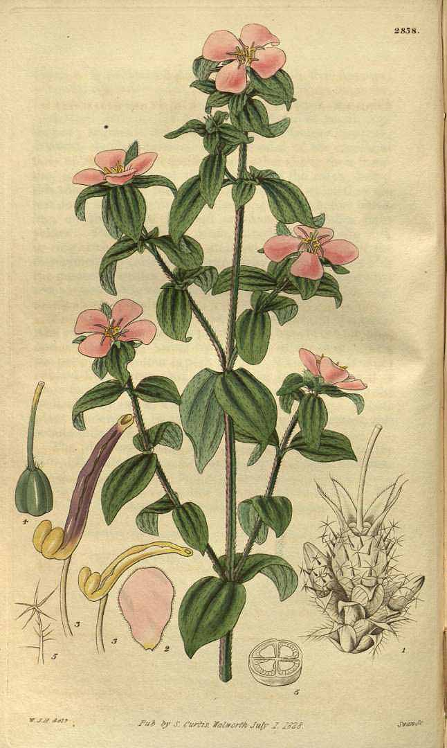 no HD illustration available (3)