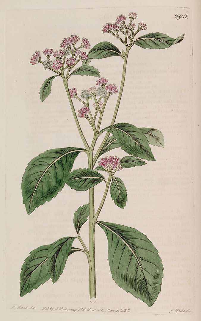 no HD illustration available (3)