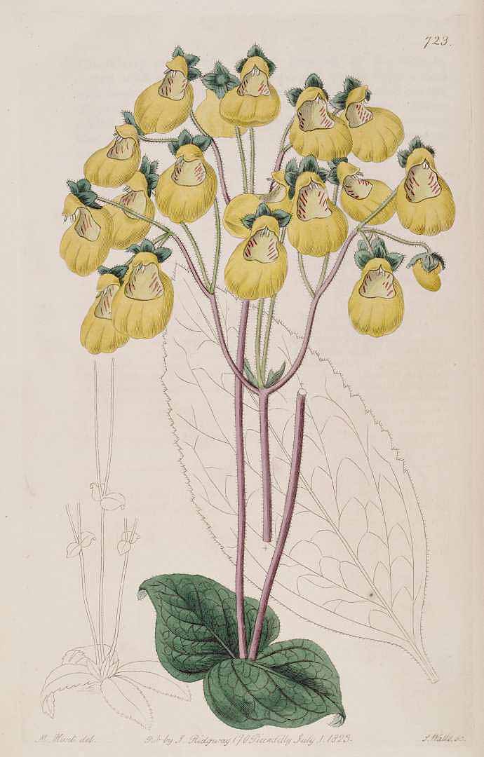 no HD illustration available (3)