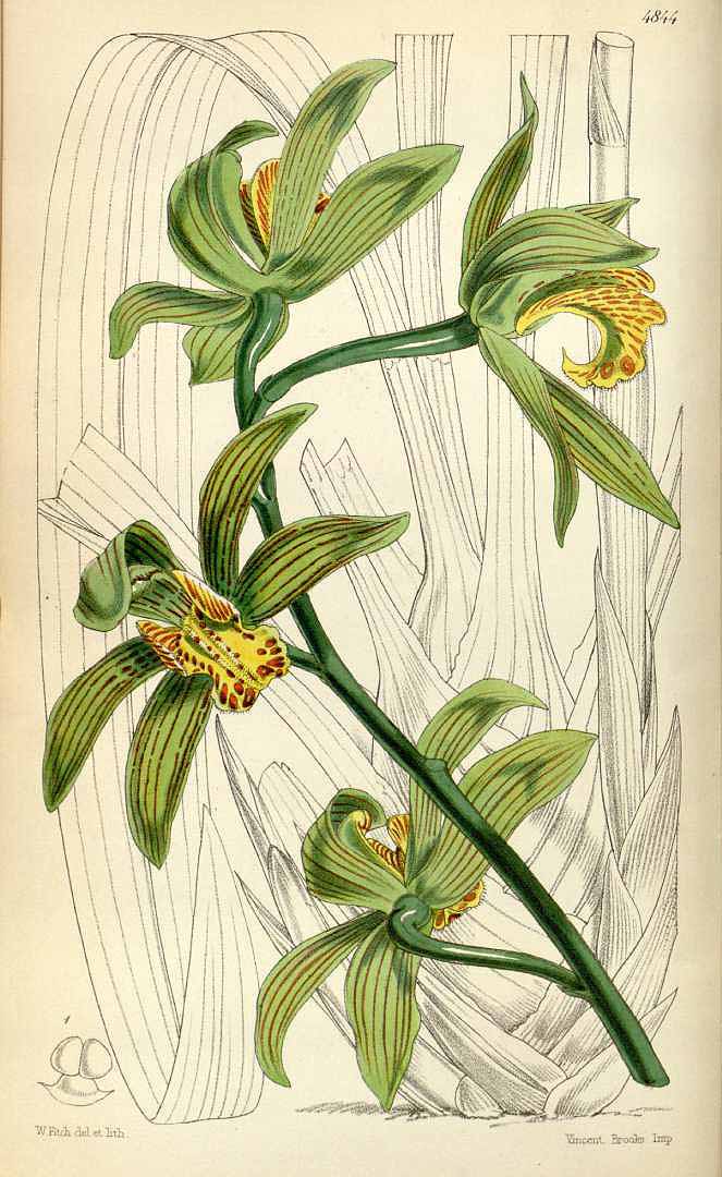 no HD illustration available (3)