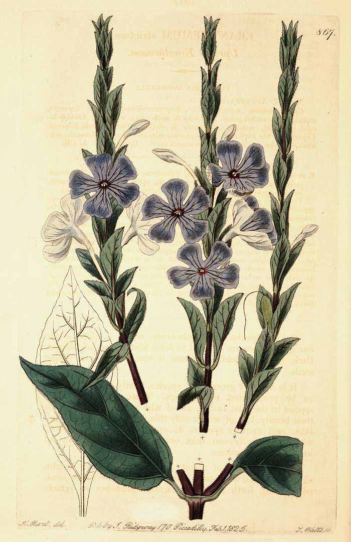 no HD illustration available (3)